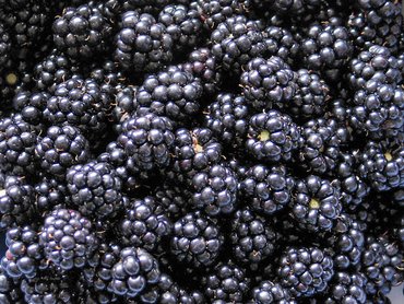Brombeeren
