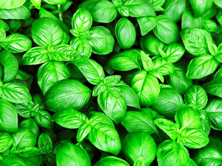 Basilikum