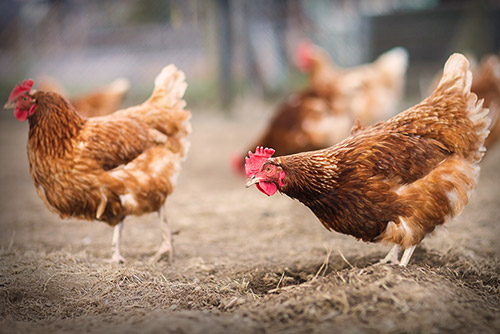 Hühner auf Hof Hühner auf Hof